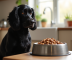 Cocker spaniel noir sain près d'une gamelle de nourriture équilibrée